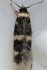 Oegoconia deauratella