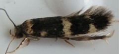 Oegoconia deauratella