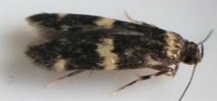 Oegoconia deauratella