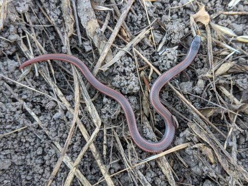 iNaturalist observation photo of Common Sharp-tailed Snake