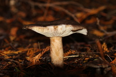 Lactarius kauffmanii