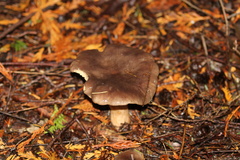 Lactarius kauffmanii