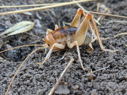 iNaturalist observation photo of California Camel Cricket
