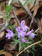 Hedeoma hyssopifolia