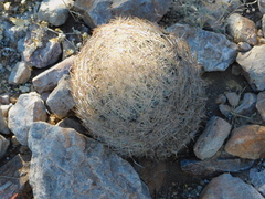 Echinomastus unguispinus