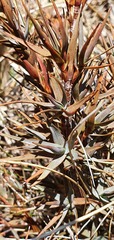 Dracophyllum pubescens