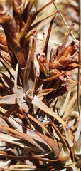 Dracophyllum pubescens