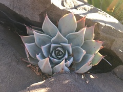 Echeveria cuspidata