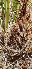 Dracophyllum pubescens