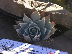 Echeveria cuspidata