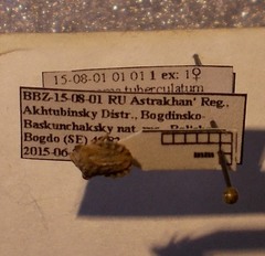 Leprosoma tuberculatum