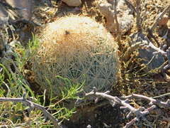 Echinomastus unguispinus