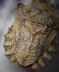 Leprosoma tuberculatum