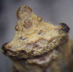 Leprosoma tuberculatum