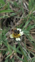 Apis mellifera