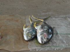 Caranx caninus