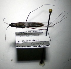 Limnoporus rufoscutellatus