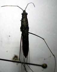 Limnoporus rufoscutellatus