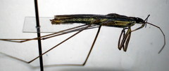 Limnoporus rufoscutellatus