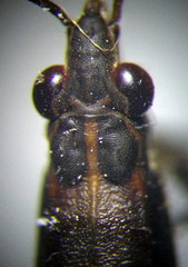 Limnoporus rufoscutellatus
