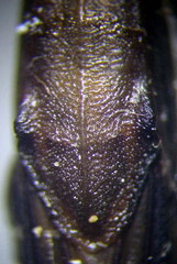Limnoporus rufoscutellatus