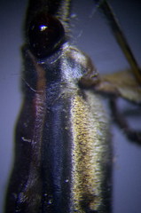 Limnoporus rufoscutellatus