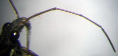 Limnoporus rufoscutellatus
