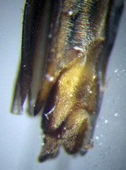 Limnoporus rufoscutellatus