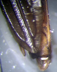 Limnoporus rufoscutellatus