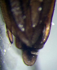 Limnoporus rufoscutellatus