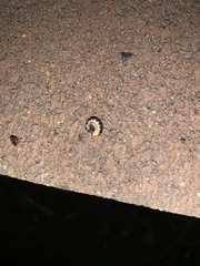 Pterotus obscuripennis