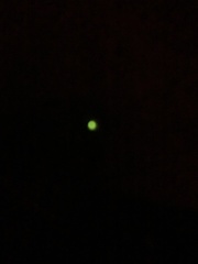 Pterotus obscuripennis