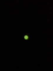 Pterotus obscuripennis