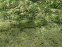 Salvelinus confluentus