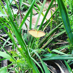 Chrysolarentia