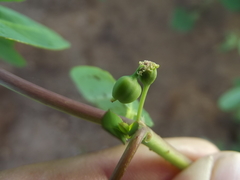Euphorbia trachysperma