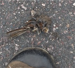 Passer diffusus stygiceps