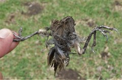 Passer diffusus stygiceps