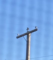 Corvus brachyrhynchos