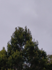Nesoptilotis flavicollis