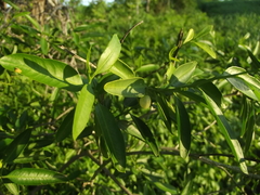 Vallesia glabra