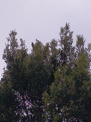 Nesoptilotis flavicollis