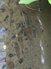 Poecilia salvatoris