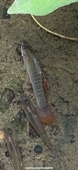 Poecilia salvatoris