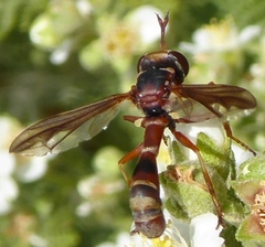 Physocephala marginata