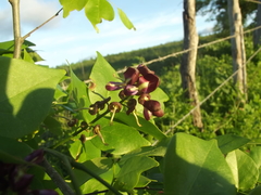 Lonchocarpus
