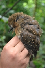 Malacoptila mystacalis