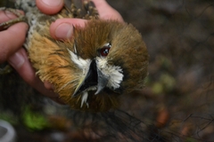 Malacoptila mystacalis