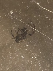Larinioides