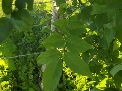 Lonchocarpus